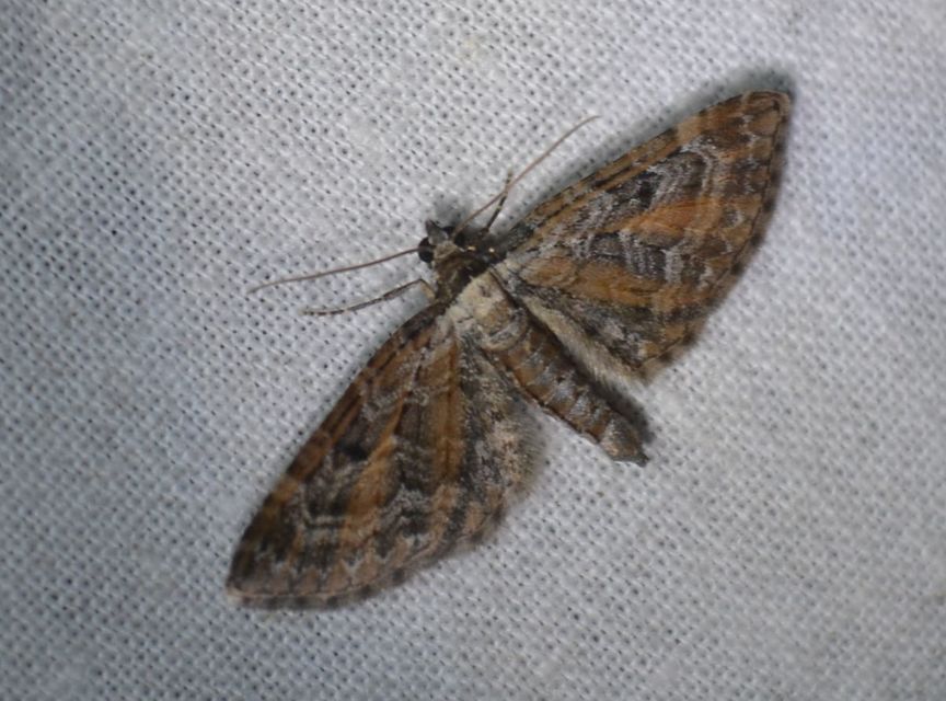 Eupithecia icterata - rozsdafoltos törpearaszoló