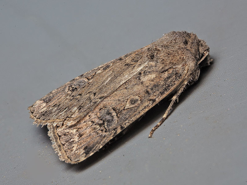 Agrotis bigramma - kétjegyű földibagoly