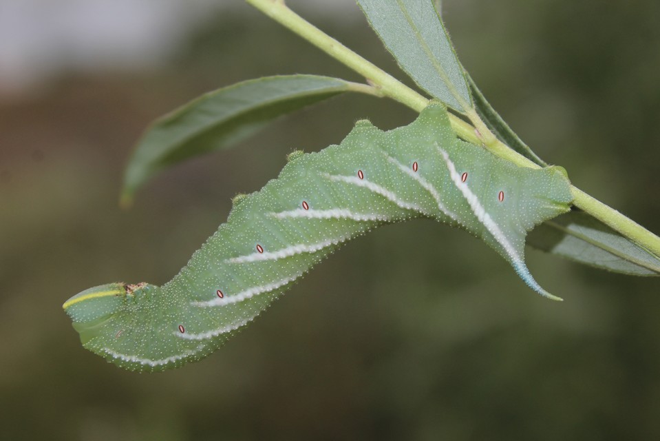 Smerinthus ocellatus - esti pávaszem