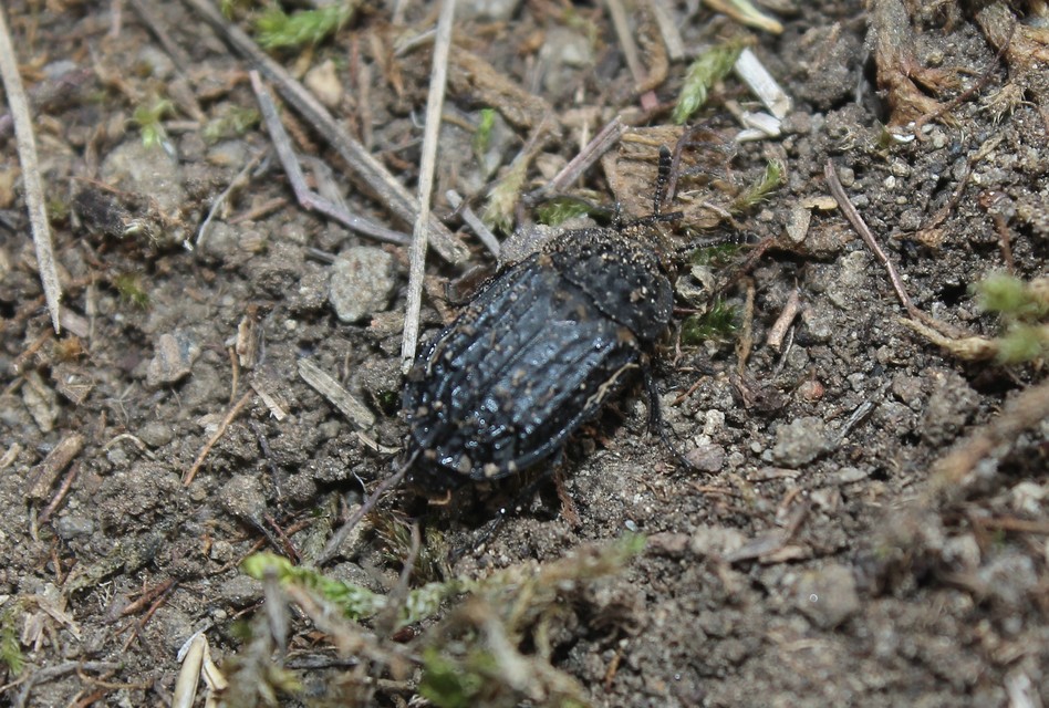 Thanatophilus rugosus - ripacsos dögbogár