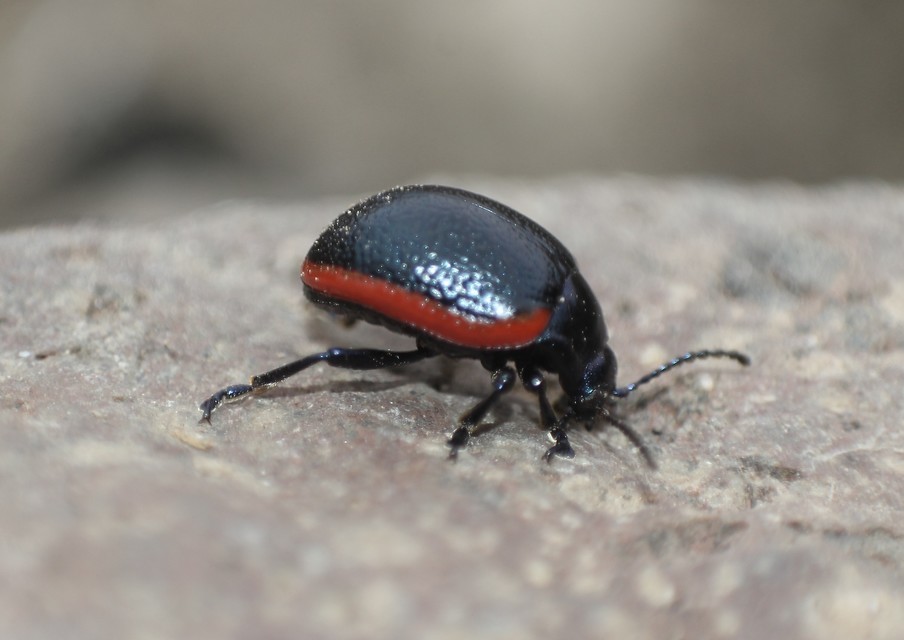 Chrysolina rossia - trapézhátú szegélyeslevelész