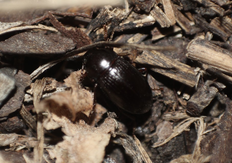 Nalassus dermestoides - rövidszárnyú gyászbogár