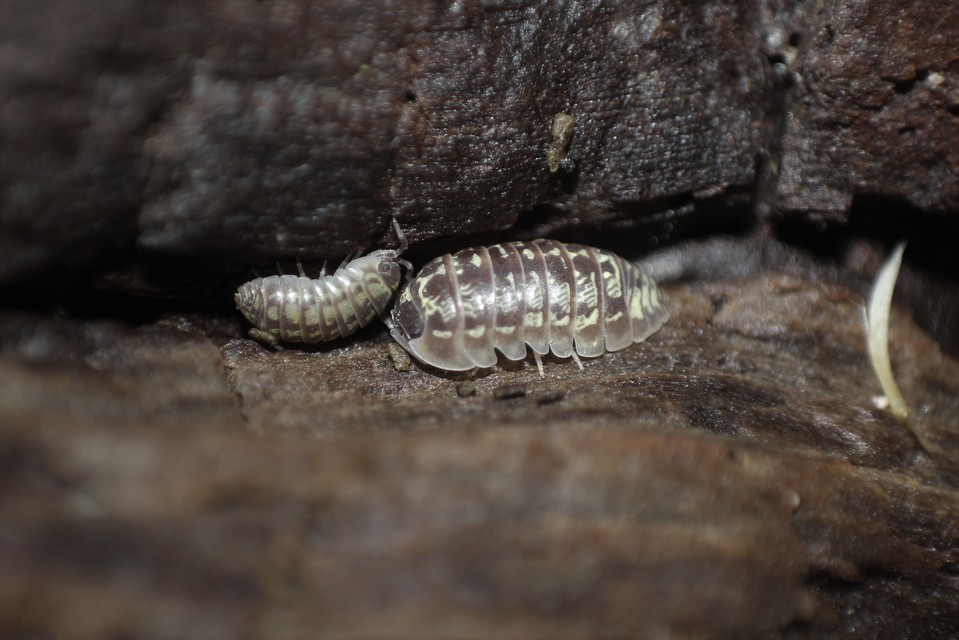 Armadillidium