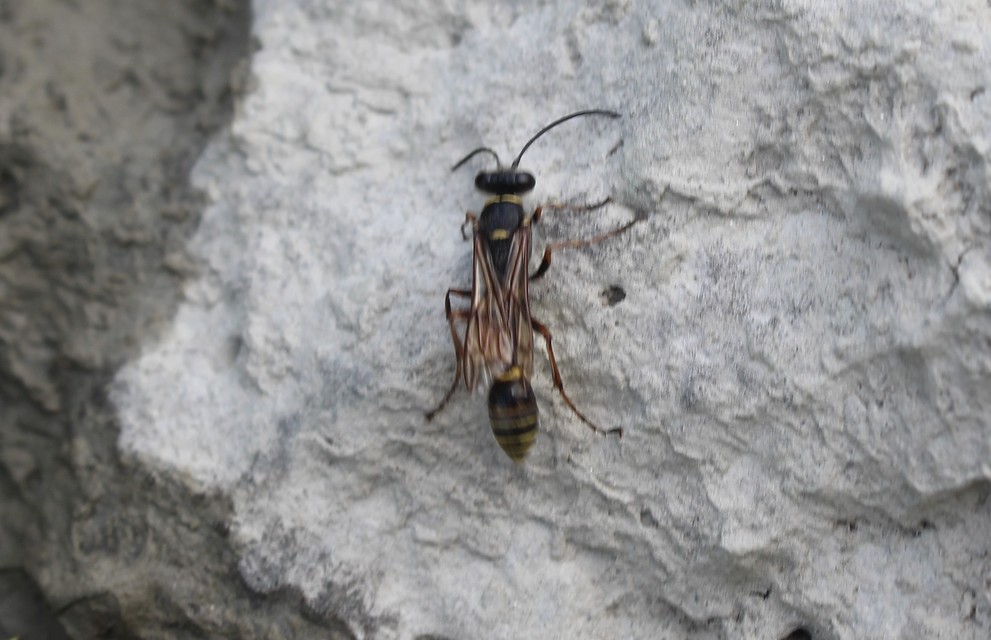 Sceliphron curvatum - barnalábú lopódarázs