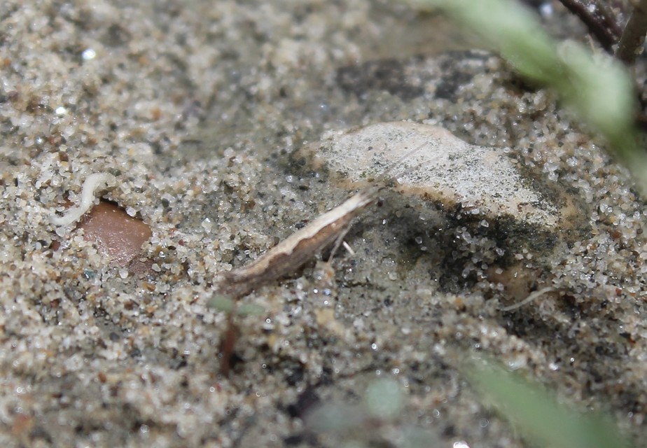 Plutella xylostella - káposztamoly