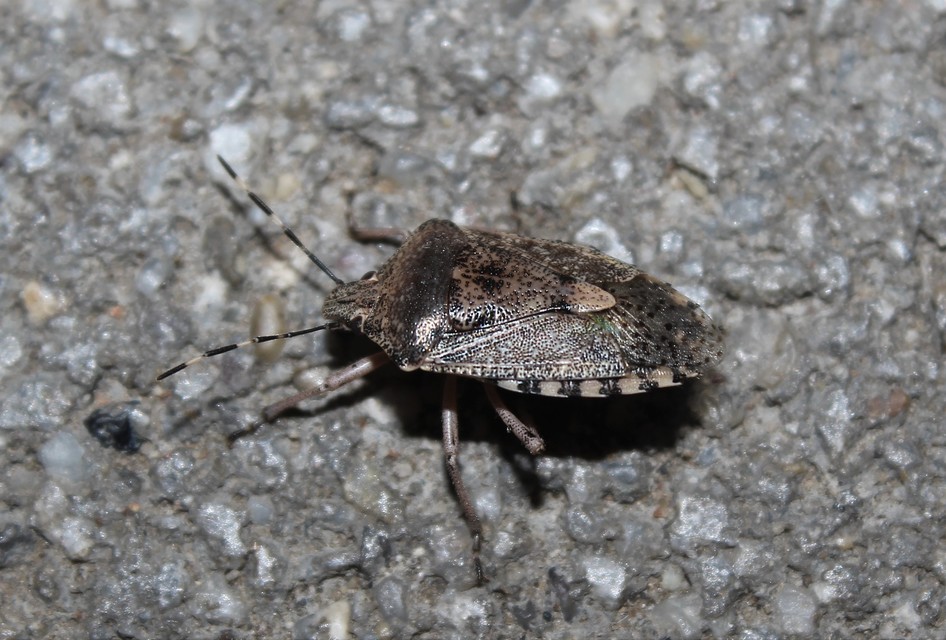 Rhaphigaster nebulosa - bencepoloska