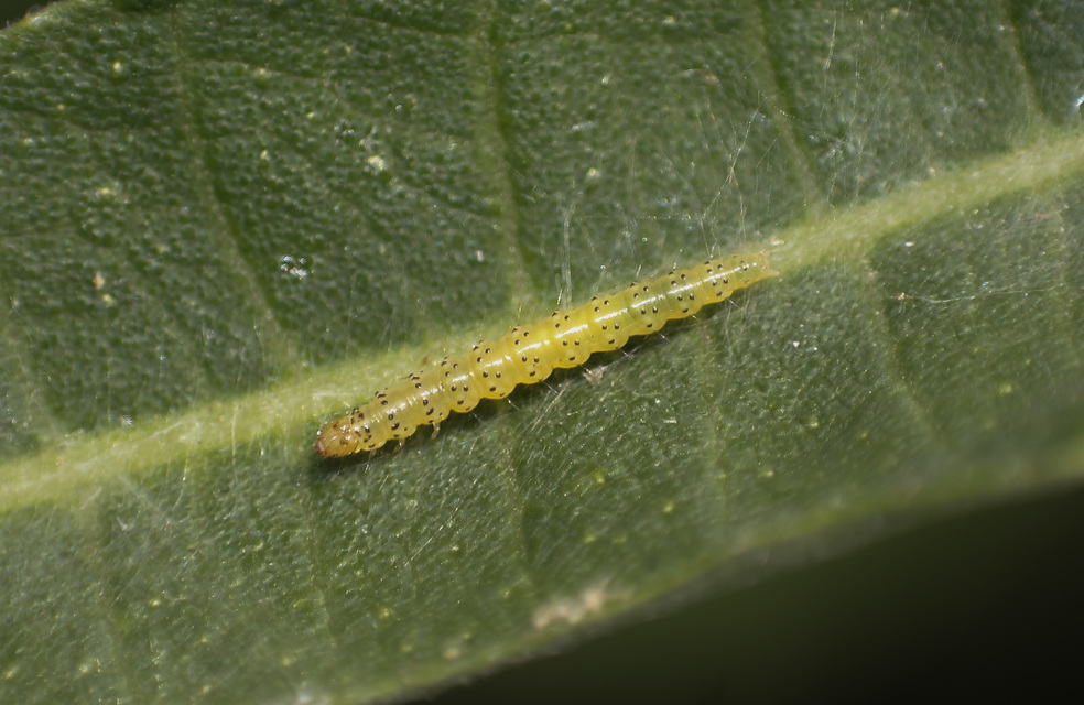 Choreutis nemorana - füge-levélmoly