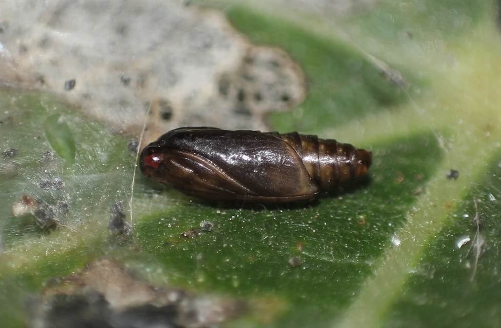 Choreutis nemorana - füge-levélmoly