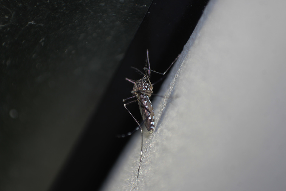Culicidae - csípőszúnyogok