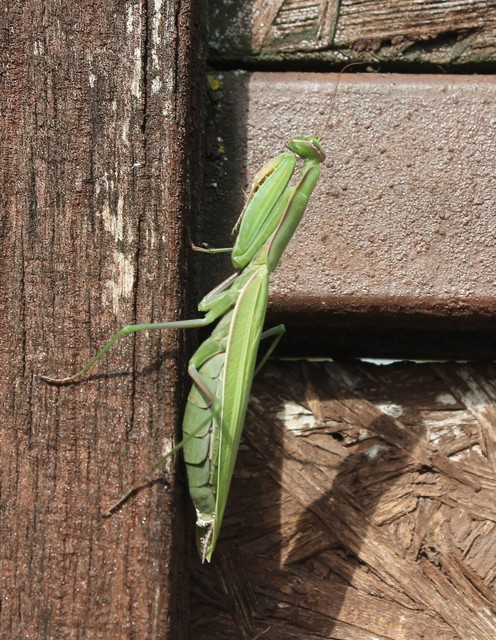 Mantis religiosa - imádkozósáska