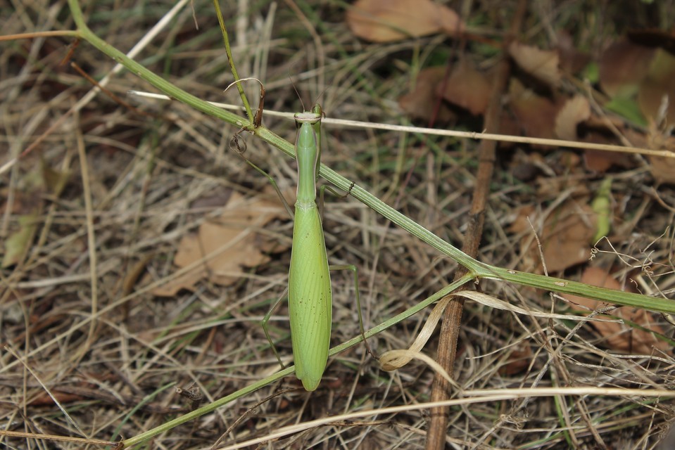 Mantis religiosa - imádkozósáska