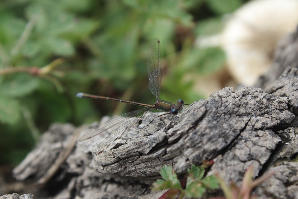 Lestes virens vestalis - kis rablószitakötő