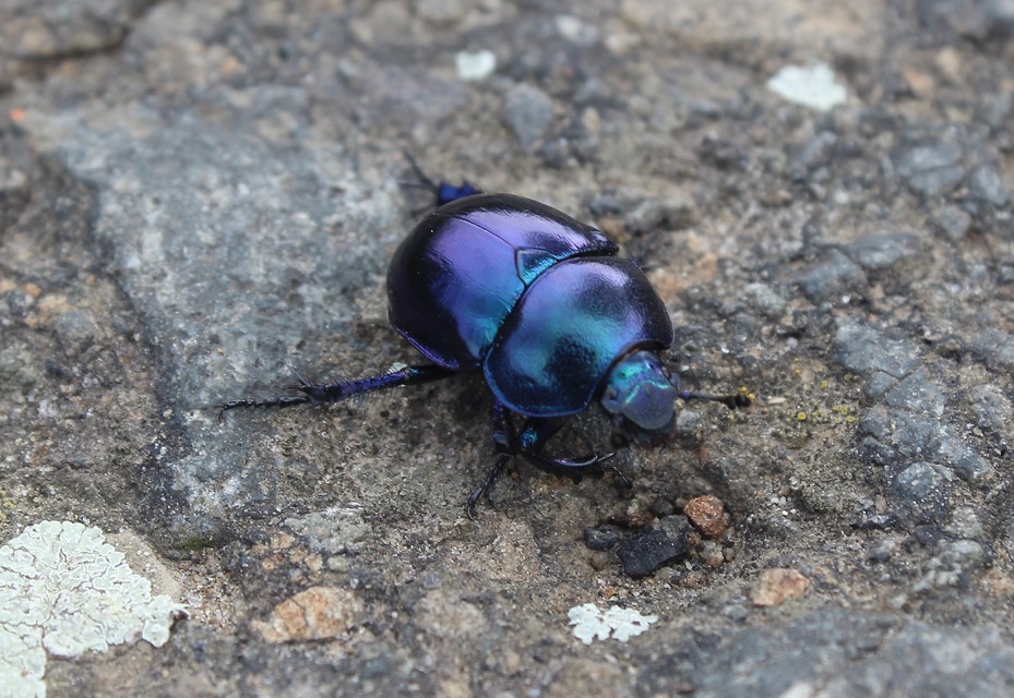 Trypocopris vernalis - tavaszi álganéjtúró