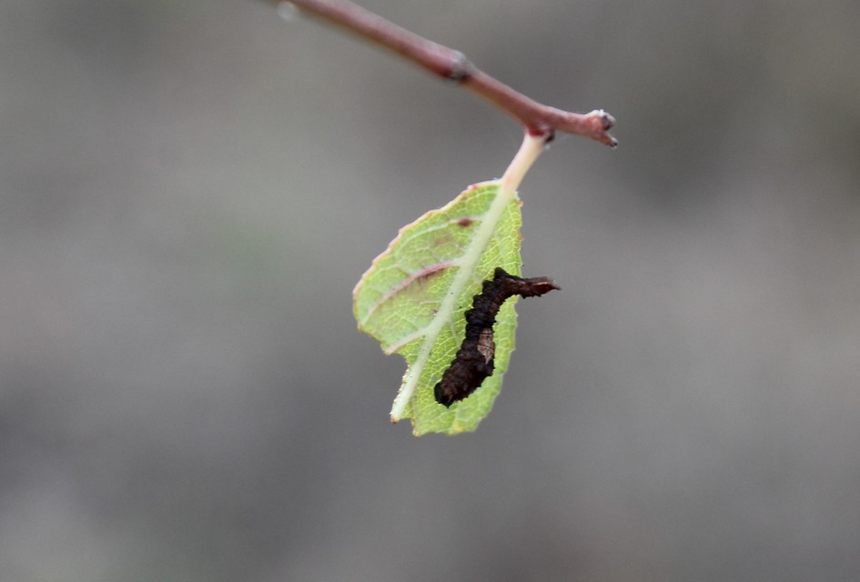 Cilix glaucata - törpe sarlósszövő