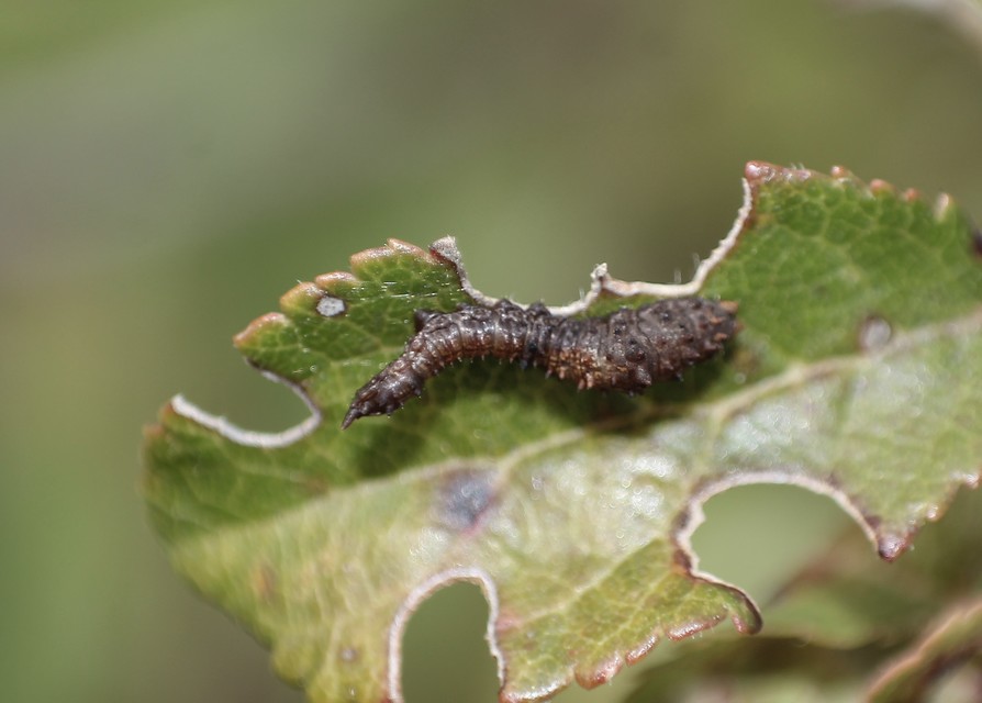 Cilix glaucata - törpe sarlósszövő