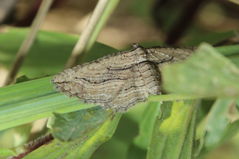 Horisme corticata - barna iszalagaraszoló