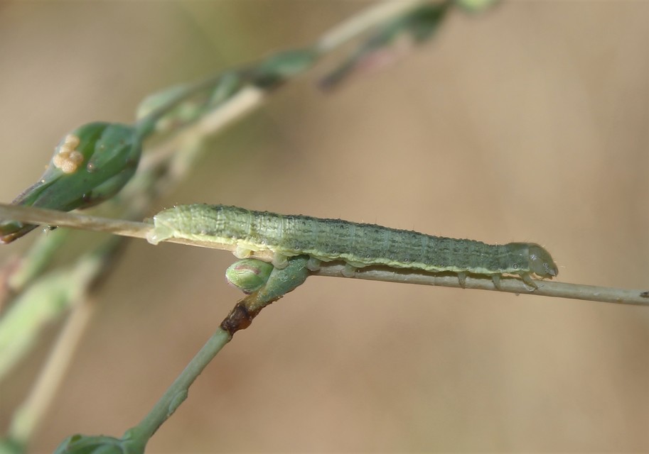 Hecatera dysodea - parajbagoly