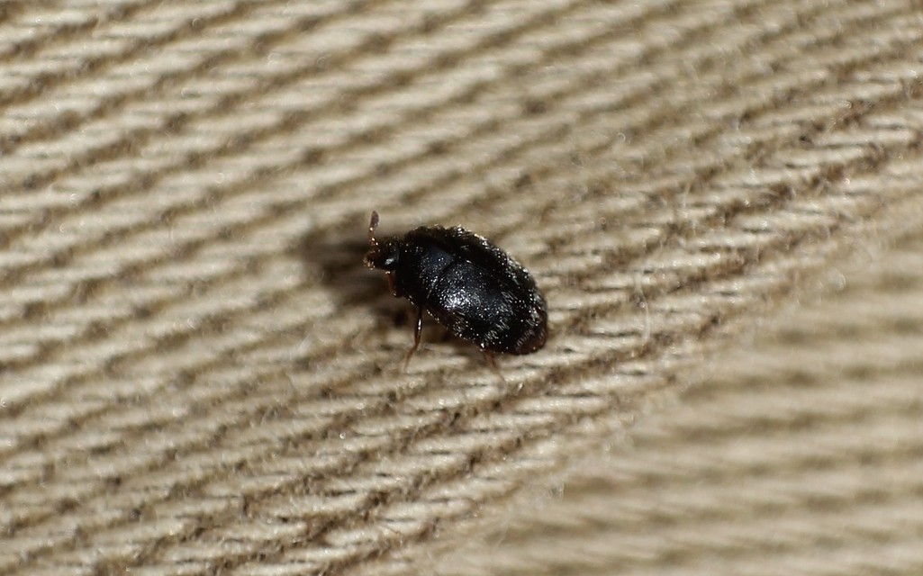 Trogoderma glabrum - fekete gabonaporva