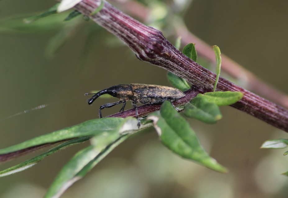 Lixus fasciculatus - nyurgalábú dudvabarkó