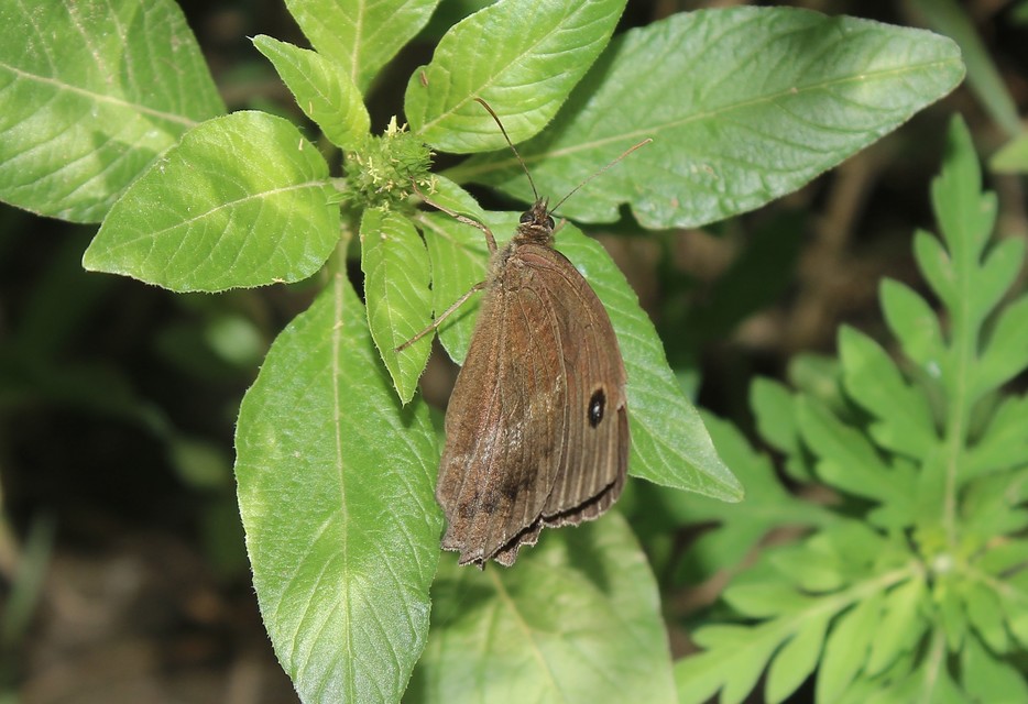 Minois dryas - fekete szemeslepke