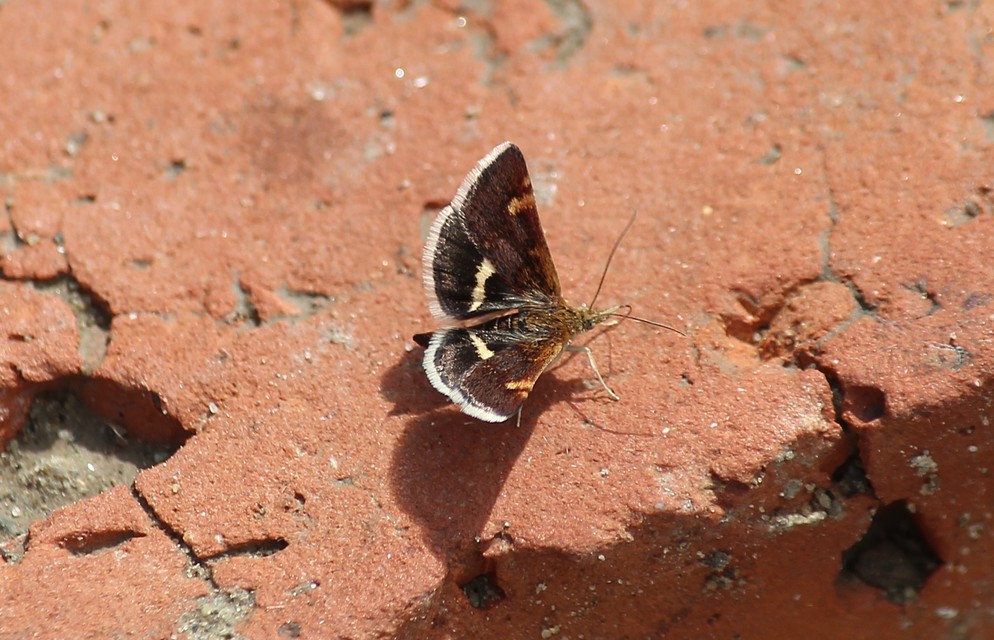 Pyrausta obfuscata - félholdas kormosmoly