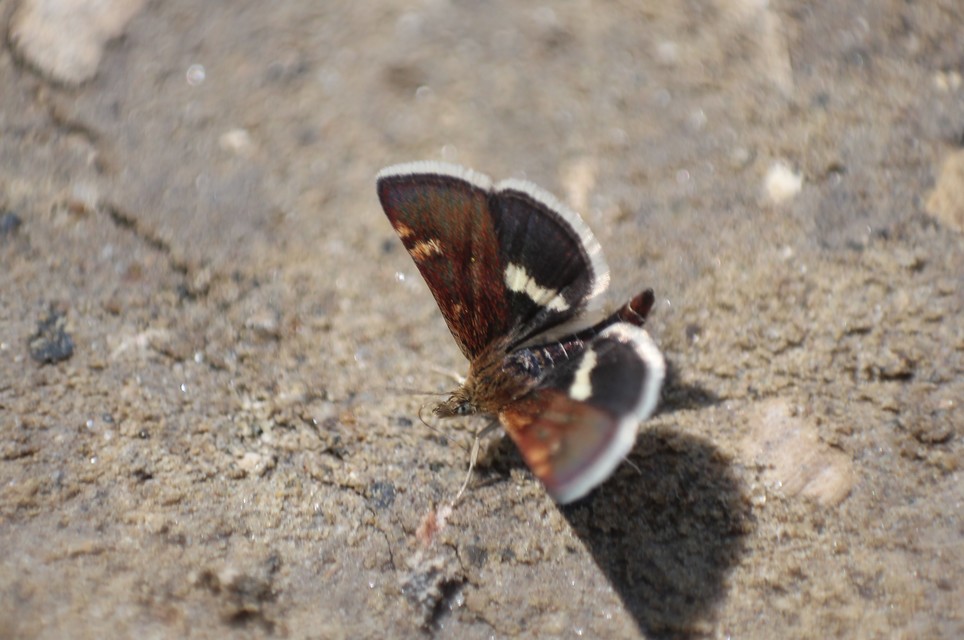 Pyrausta obfuscata - félholdas kormosmoly