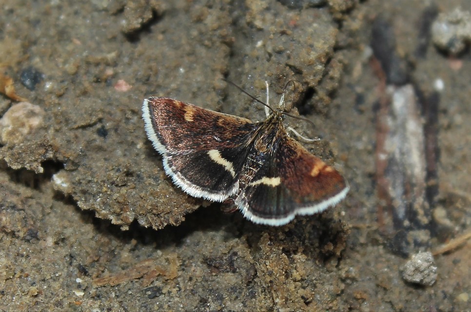 Pyrausta obfuscata - félholdas kormosmoly