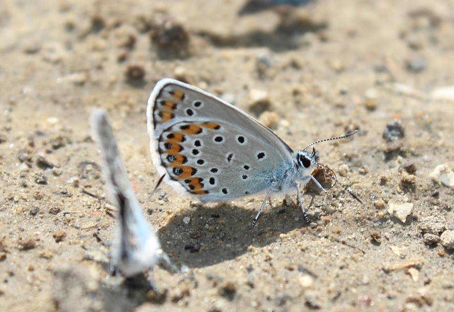 Plebejus argyrognomon - tintakék boglárka