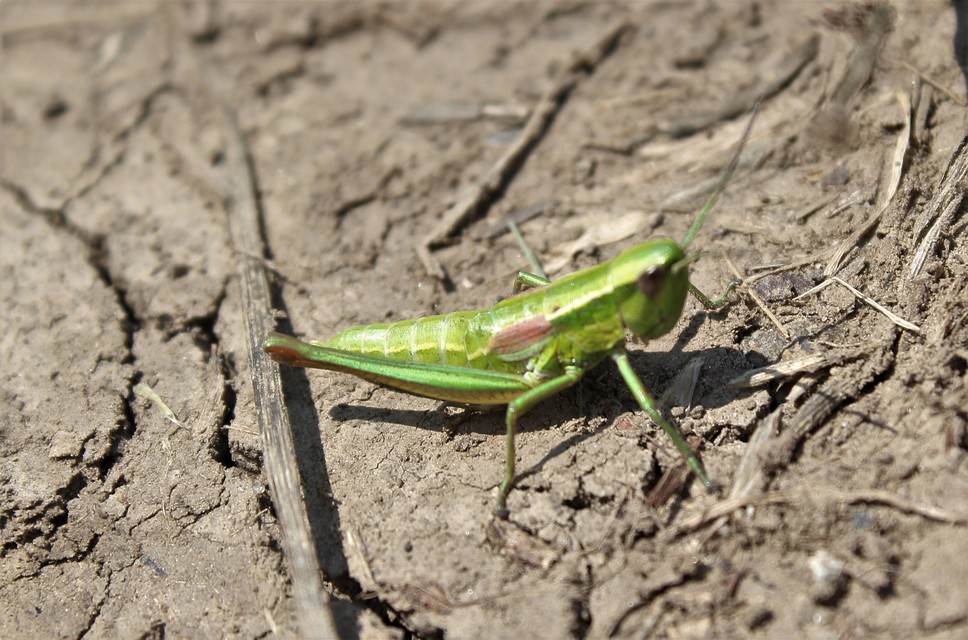 Euthystira brachyptera - smaragdzöld sáska