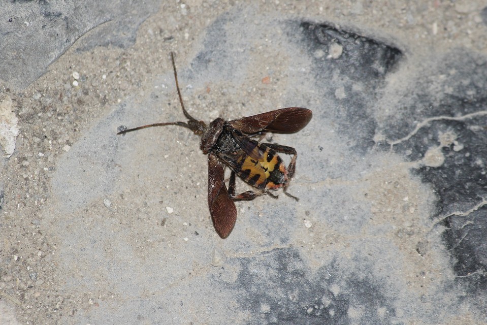 Leptoglossus occidentalis - nyugati levéllábú poloska
