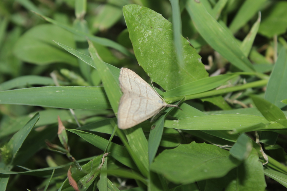 Polypogon tentacularia - sötétaljú karcsúbagoly