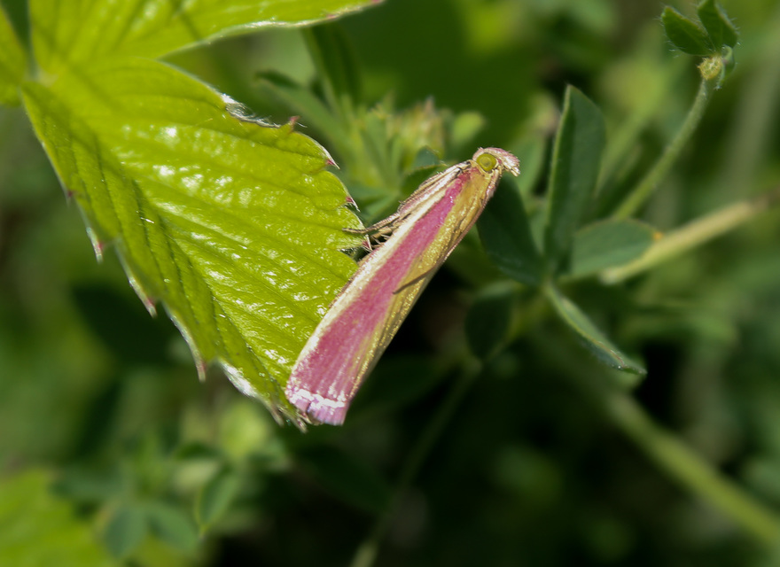 Oncocera semirubella - lucernamoly