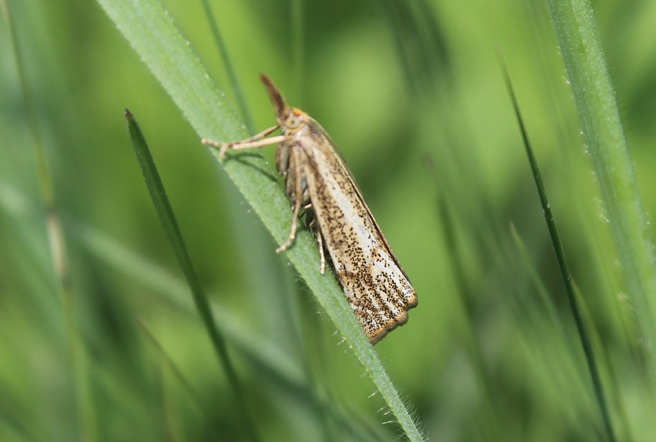 Thisanotia chrysonuchella - tavaszi fűgyökérmoly