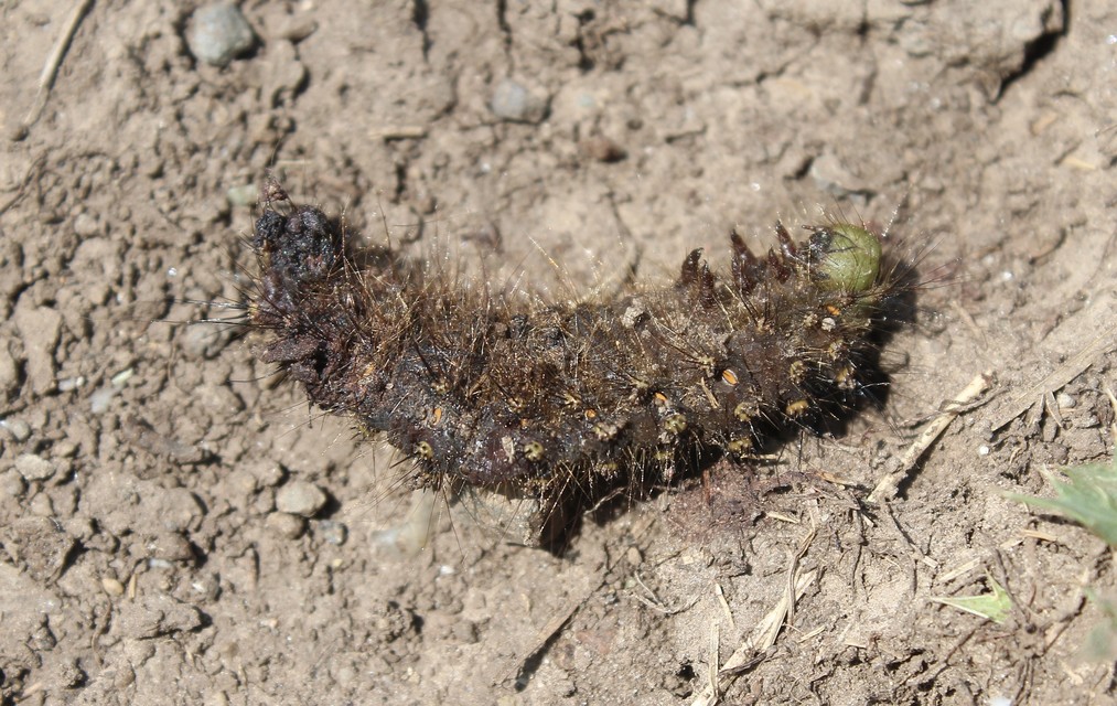 Saturnia pavoniella/pavonia