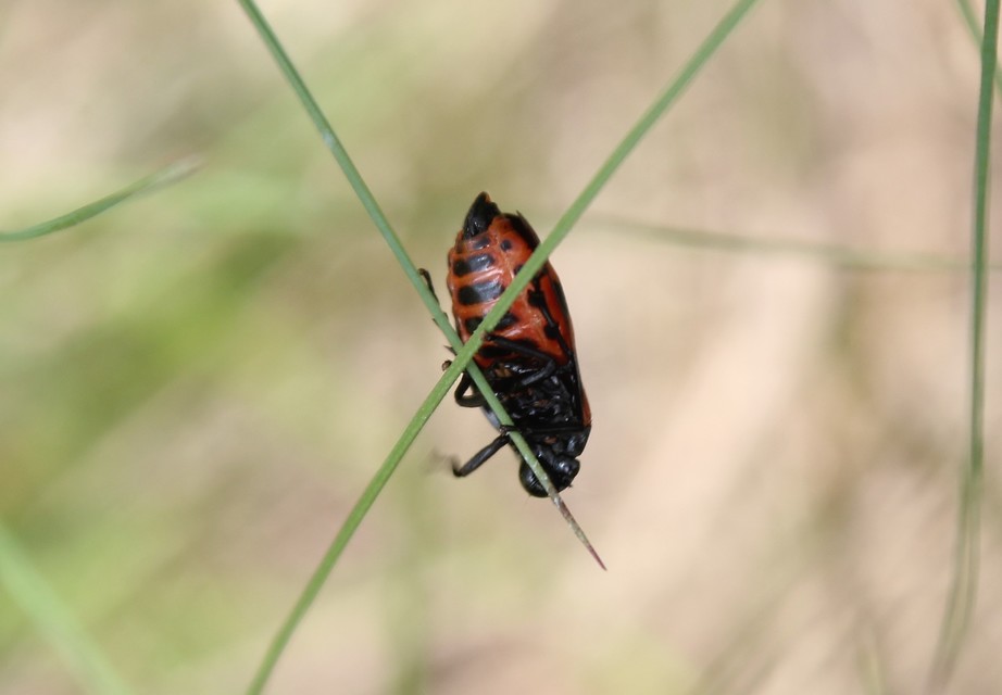 Cercopis sanguinolenta