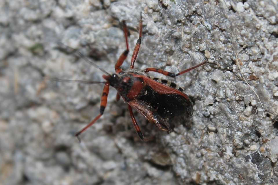 Rhynocoris iracundus - közönséges gyilkospoloska