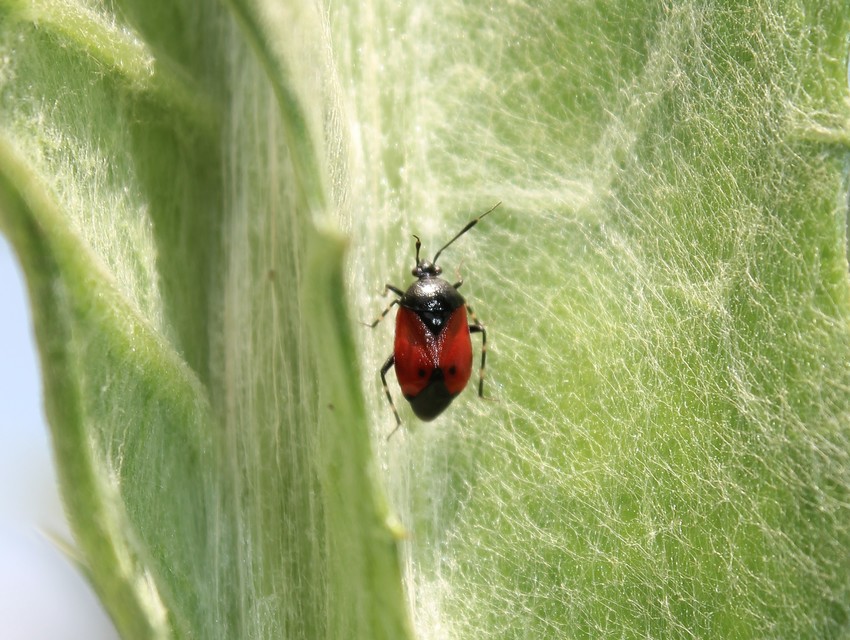 Deraeocoris rutilus - cinóber mezeipoloska