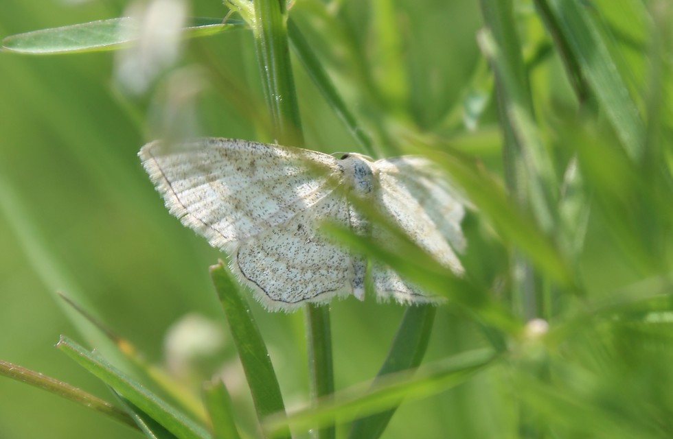Scopula virgulata - vesszős sávosaraszoló