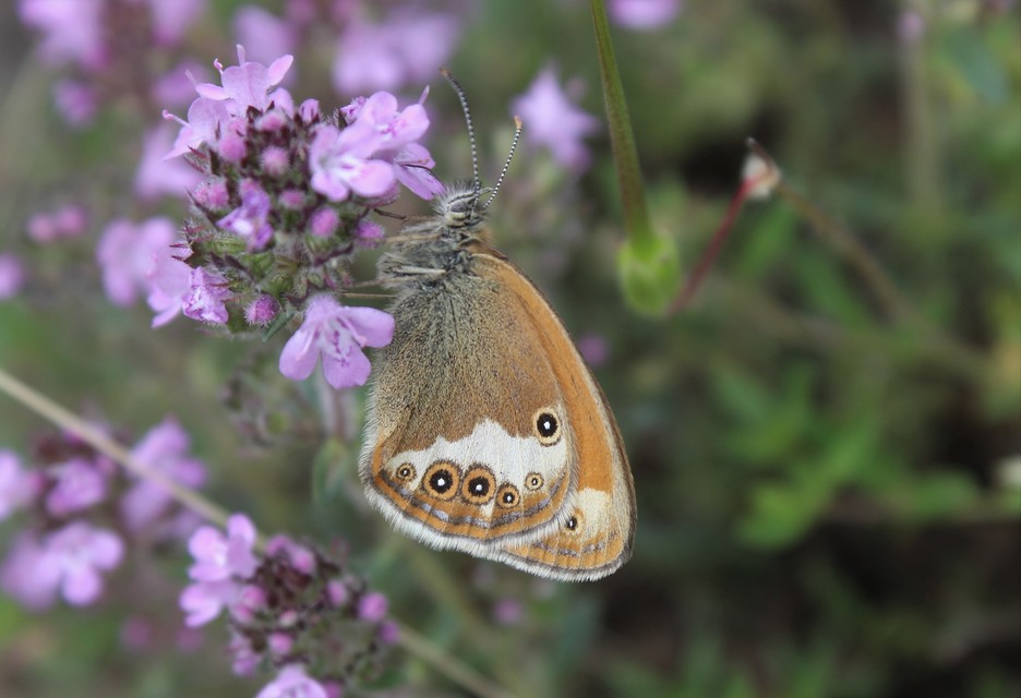 Coenonympha arcania - fehéröves szénalepke