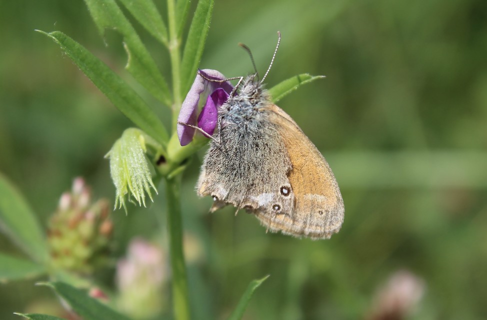 Coenonympha glycerion - közönséges szénalepke