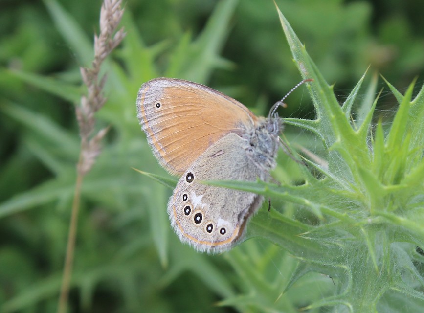 Coenonympha glycerion - közönséges szénalepke