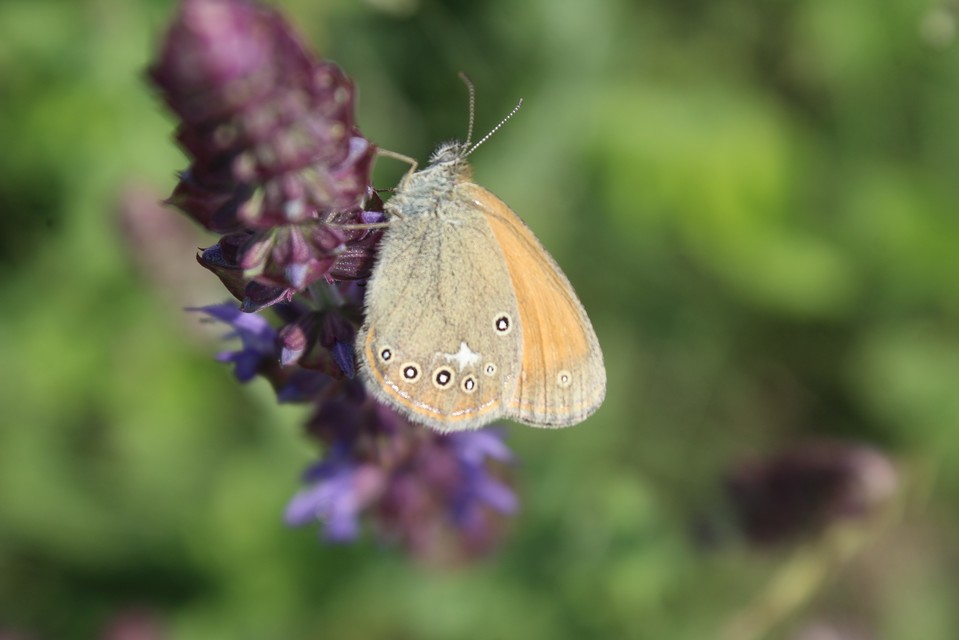 Coenonympha glycerion - közönséges szénalepke