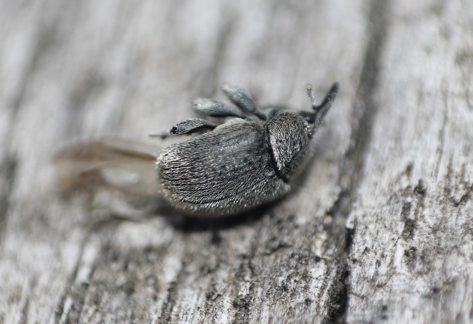 Rhinusa tetra - magtoklakó ökörfarkkóró-ormányos