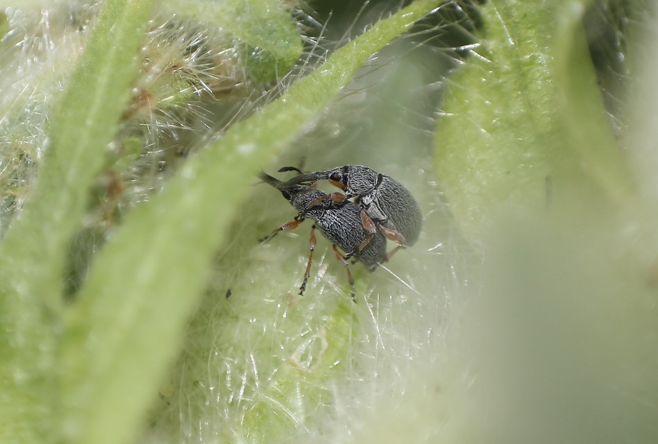 Rhopalapion longirostre - mályvarózsa-cickányormányos