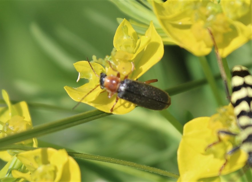 Cantharis lateralis - szegélyes lágybogár