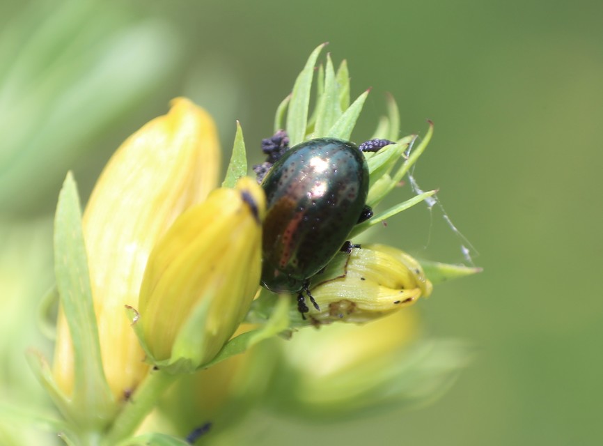 Chrysolina hyperici - zöld orbáncfűlevelész