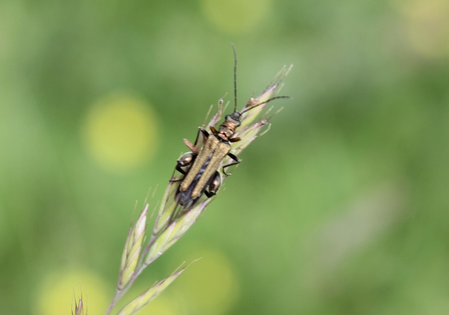 Oedemera flavipes - sárgalábú álcincér Oedemera flavipes - sárgalábú álcincér