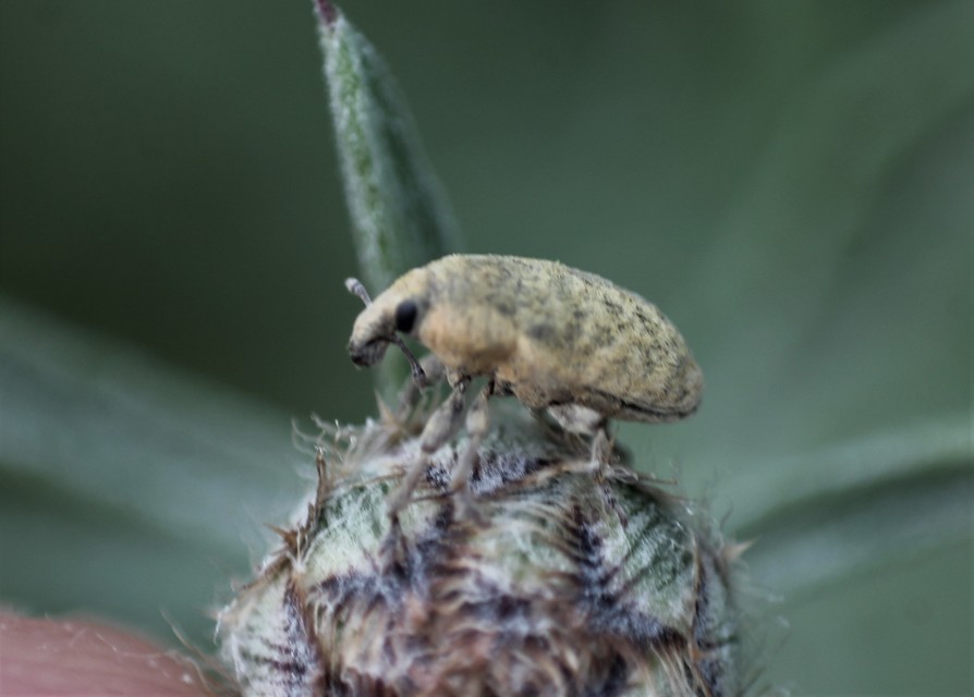 Larinus minutus - aprópúderbarkó