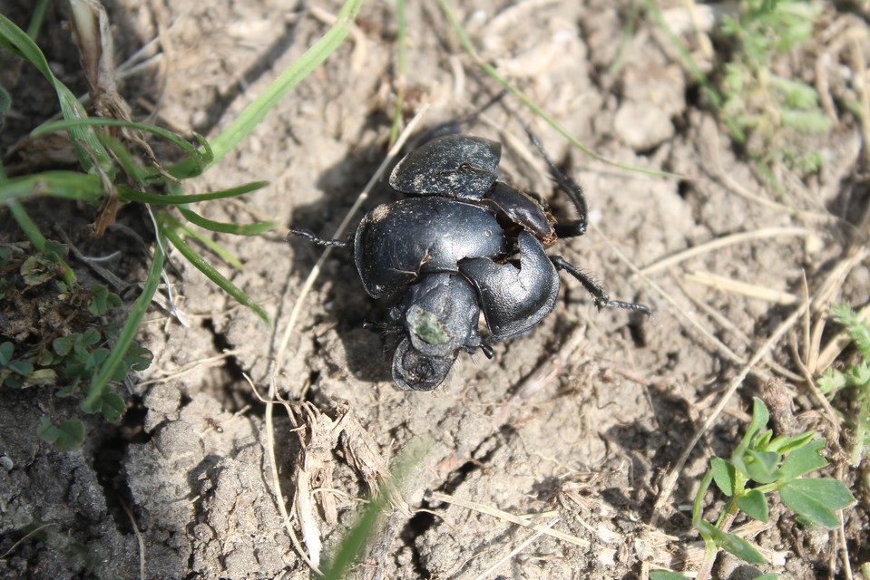 Lethrus apterus - nagyfejű csajkó