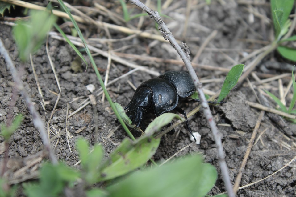 Lethrus apterus - nagyfejű csajkó